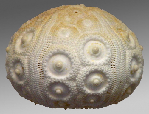 Stereocidaris grandis (lateral)