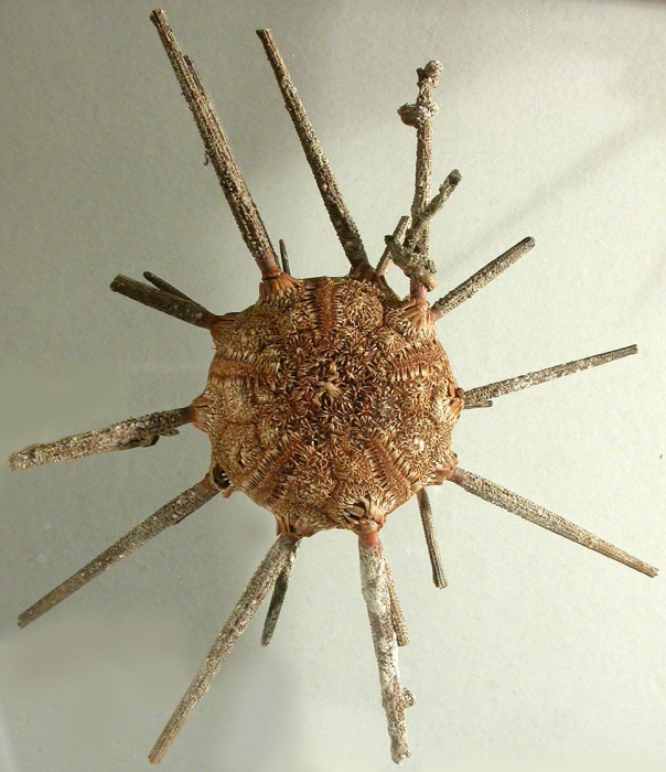 Stereocidaris grandis (aboral)