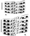 Stereocidaris granularis (ambulacral plates), author: Mortensen, Theodor