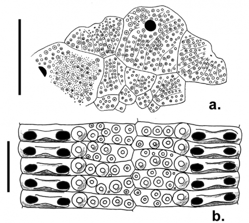 Stereocidaris reducta (apical system + ambulacral plates)