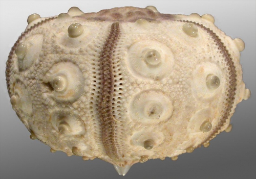 Stylocidaris bracteata (lateral)