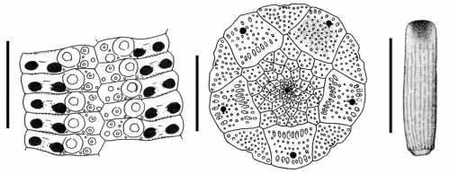 Stylocidaris bracteata (ambularal plates, apical disc and scrobicular spine)