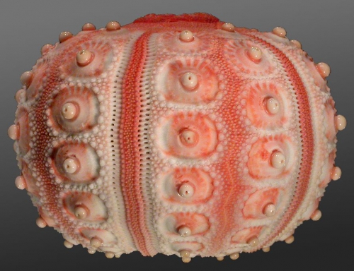 Stylocidaris brevicollis (lateral)