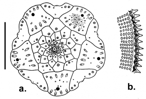 Stylocidaris cingulata (apical system + spine section)