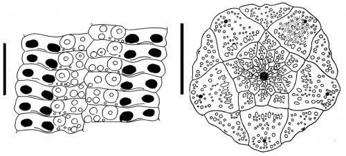 Stylocidaris effluens (ambulacral plates + apical system)