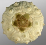 Echinoidea (sea urchins)