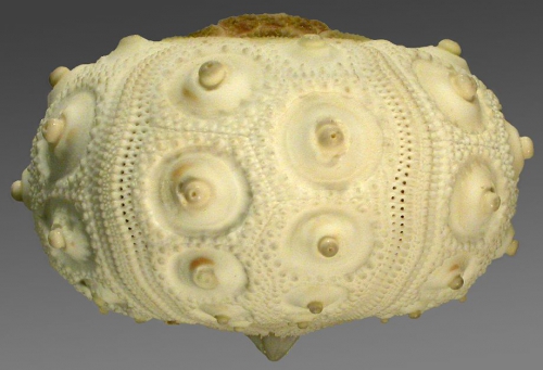 Stylocidaris reini (lateral)