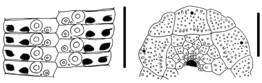 Stylocidaris rufa (ambulacral plates + apical disc), author: Mortensen, Theodor