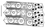 Temnopleurus alexandri (ambulacral plates)