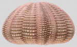 Temnopleurus alexandri (lateral)