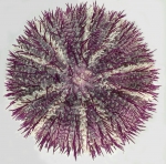 Temnopleurus alexandri (aboral)