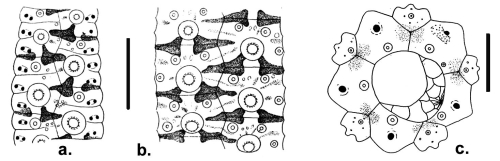 Temnopleurus apodus (coronal plates and apical disc)