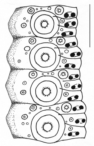 Temnopleurus hardwickii (ambulacral plates)