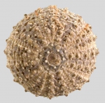 Temnopleurus michaelseni (aboral)