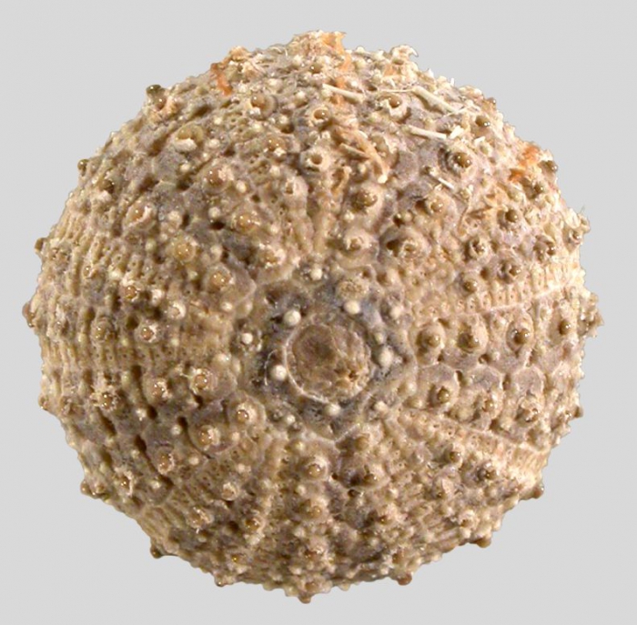 Temnopleurus michaelseni (aboral)