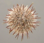Temnopleurus michaelseni (aboral)