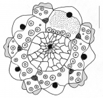 Temnotrema bothryoides (apical system)
