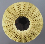 Temnotrema bothryoides (oral)