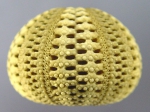Temnotrema bothryoides (lateral)
