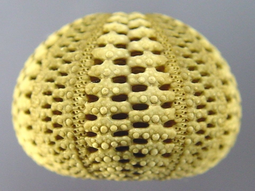 Temnotrema bothryoides (lateral)