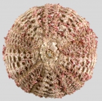 Temnotrema elegans (aboral)