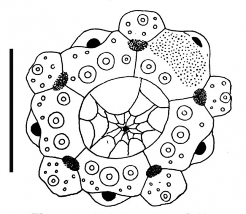 Temnotrema pallescens (apical system)