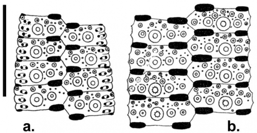 Temnotrema pulchellum (ambulacral + interambulacral plates)