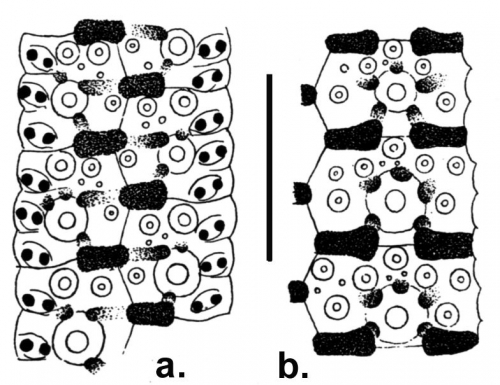 Temnotrema reticulatum (ambulacral + interambulacral plates)