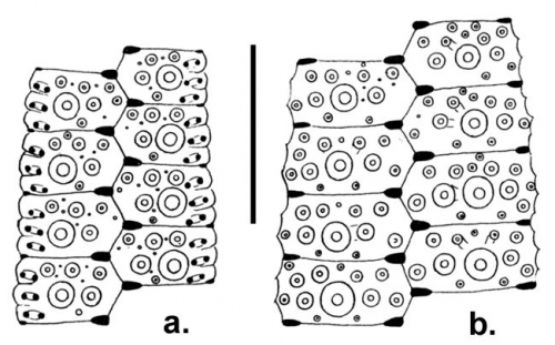 Temnotrema rubrum (ambulacral + interambulacral plates)