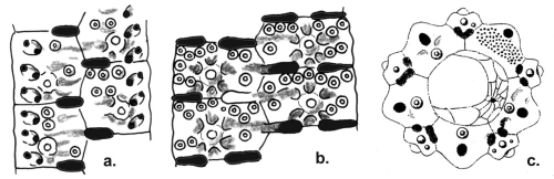 Temnotrema scillae (coronal plates and apical disc)