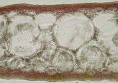 Callophyllis laciniata, author: Ignacio Bbara