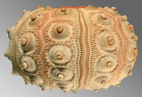 Tretocidaris spinosa (lateral)