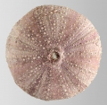 Echinodermata (echinoderms)