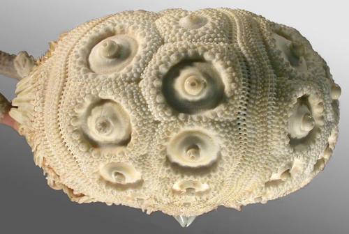 Stereocidaris grandis var. hyatorina (lateral)