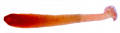 Gyrocotyle haffii