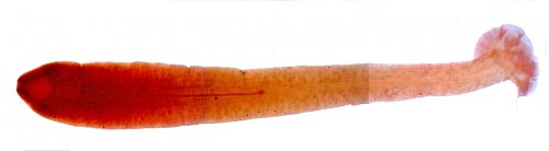 Gyrocotyle haffii Gyrocotyle haffii