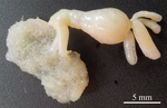 Dendrapta nasicola Irigoitia, Taglioretti & Timi, 2020