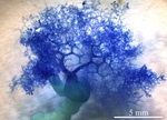 Dendrapta nasicola Irigoitia, Taglioretti & Timi, 2020