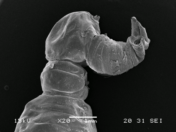 Dendrapta nasicola Irigoitia, Taglioretti & Timi, 2020 Dendrapta nasicola Irigoitia, Taglioretti & Timi, 2020