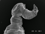 Dendrapta nasicola