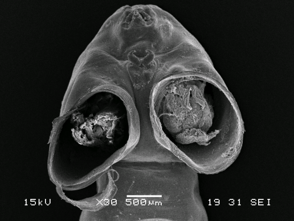 Dendrapta nasicola