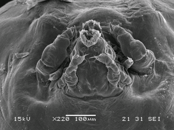 Dendrapta nasicola Irigoitia, Taglioretti & Timi, 2020 Dendrapta nasicola Irigoitia, Taglioretti & Timi, 2020