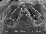 Dendrapta nasicola