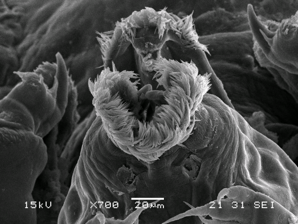 Dendrapta nasicola