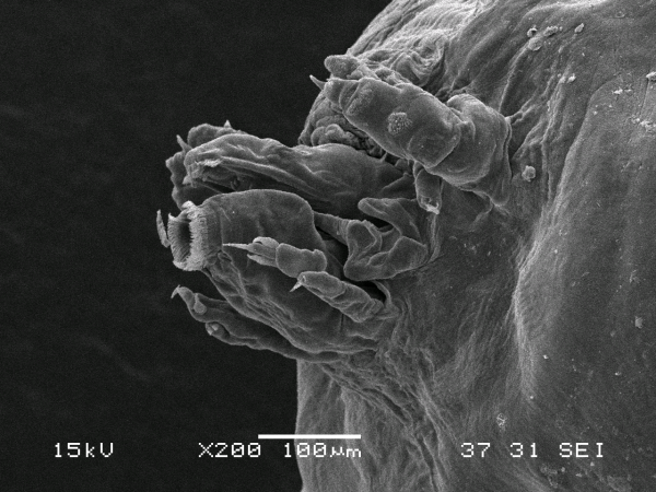 Dendrapta nasicola Irigoitia, Taglioretti &amp; Timi, 2020