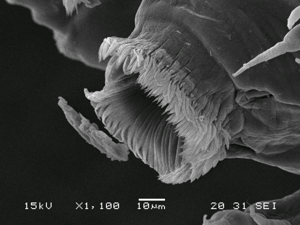 Dendrapta nasicola Irigoitia, Taglioretti & Timi, 2020 Dendrapta nasicola Irigoitia, Taglioretti & Timi, 2020