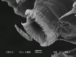 Dendrapta nasicola