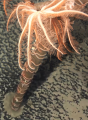 Astrolirus patricki holotype RSIOAS044 in situ, author: Zhang, R., Zhou, Y., Xiao, N., Wang, C., 2020