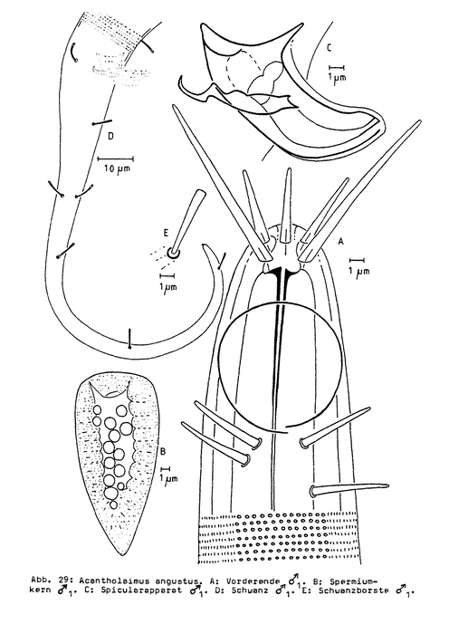 Acantholaimus angustus Bussau, 1993