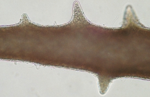 Caulacanthus ustulatus